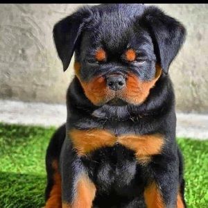 Meet your Posher, Henry